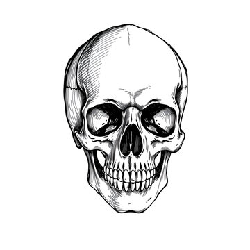 Hand drawn pen and ink study of the human skull - vectorised in PS