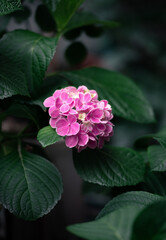 Fototapeta premium Purple hydrangea flowers