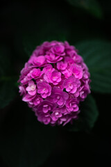 Purple hydrangea flowers