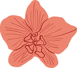 Botanical Coral Orchid Flower With Line Detail