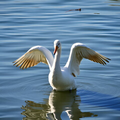 Anade friso (Mareca strepera), pato con las alas abiertas sobre el lago.