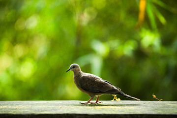 Turtle dove looking for food