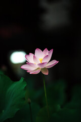 Naklejka premium What flowers are in bloom