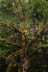 moss covered tree