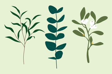 Set of Winter Plant, Eucalyptus Set