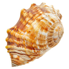 Fototapeta premium Close-up of a seashell, warm colors