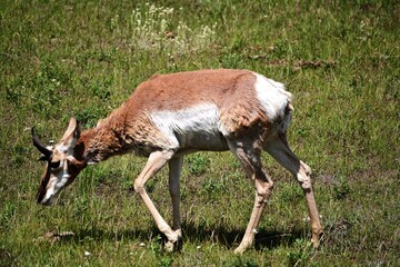 antelope in the park