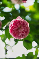 Blooming rose flowers