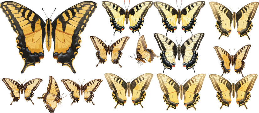 tiger swallowtail butterfly watercolor clipart