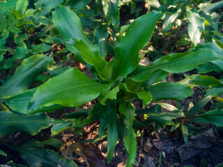 The galangal plant is one of the many spice plants originating from Indonesia.	