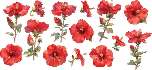 red hibiscus watercolor clipart © dian's