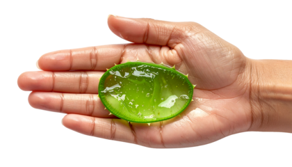 Fresh cut aloe vera held in female hand showing natural gel and healing texture on isolated background
