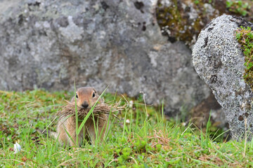 An Arctic Ground Squirrel (Spermophilus parryii) gathers dried grass to line its burrow in Alaska's Talkeetna Mountains.