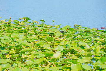 Landsape of swan, lotus and lake morton and downtown of lakeland Florida	
