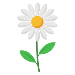 daisy flower isolated on white background