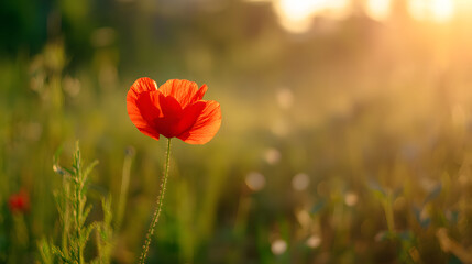 Obraz premium A vibrant red poppy bathed in golden sunset light, symbolizing remembrance and beauty.
