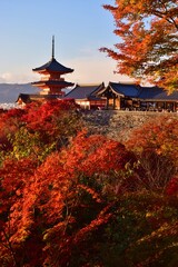 Obraz premium 秋の清水寺・夕景