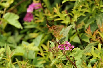 butterfly on flower