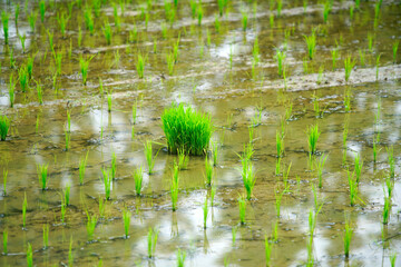 Lush Green Rice Plants Growing in Wet Field Under Soft Natural Light