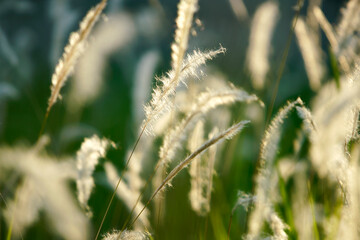 Fototapeta premium Soft Golden Blades of Grass Gleaming in Gentle Morning Light