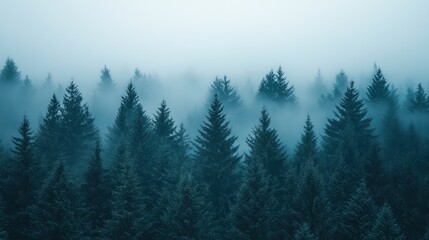 Fototapeta premium Misty evergreen forest landscape