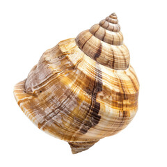 Close-up of a spiral seashell, light tan and brown stripes