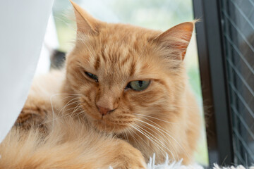 寝転んでくつろぐ可愛い猫　茶トラ猫