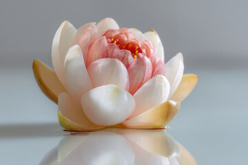 this composition for parkinsons awareness month features beautiful lotus flower symbolizing tranquility and hope