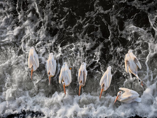 American white pelicans swimming in fast-flowing river