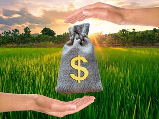 Two hands giving and receiving a bag of money on the rice field, and the sun shining in the morning.