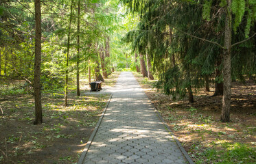 A shady alley in a summer park, a path paved with paving slabs, along old fir trees.