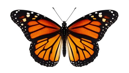 Fototapeta premium A monarch butterfly with vibrant orange and black wings, displayed against a stark white background