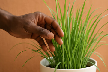 Hand gently touching fresh green grass in white pot, houseplant care and indoor gardening concept