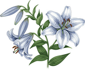Lily flower bloom stages illustration, white petals with blue shading, realistic botanical drawing, green leaves, stem, nature plant concept art