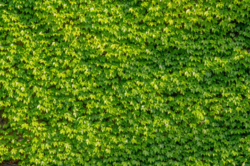Abstract composition of a wall with lianas. green leaves on a old stone wall