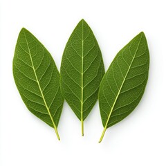 Obraz premium Three green leaves on a white isolate background.