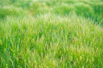 Close-up of a green wheat field
