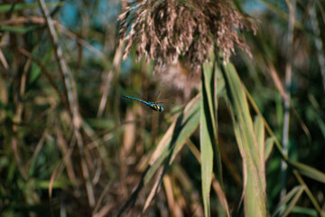 Colorful dragonfly fly around