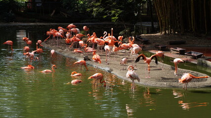 Obraz premium Flamingos at the Cali Zoo, Colombia
