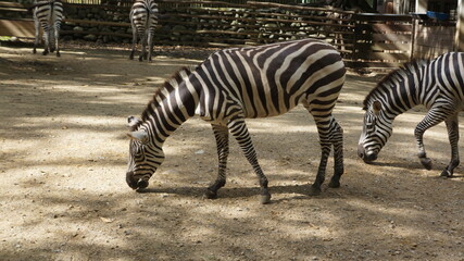 African zebras at the Cali Zoo, Colombia