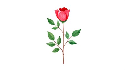 Single red rosebud with stem and leaves on white background