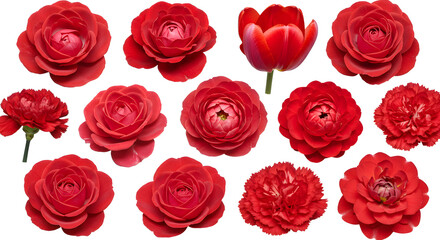Assorted Red Flowers Isolated on White Background