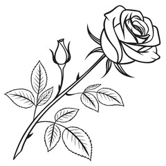 Elegant black and white line art depicting a blooming rose and a bud on a stem with leaves