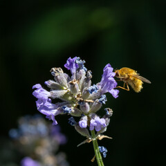 Fly drinking nectar