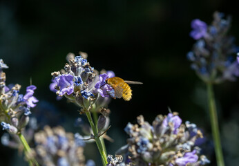 Fly on lavender