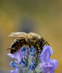 Honey bee on Lavender