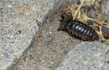 Rolly Pollie or Pill Bug eating a fly