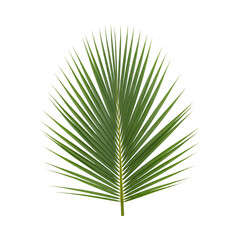 Obraz premium palm tree isolated on white Cut out the background