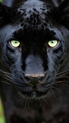 Obraz premium Close-up of a black panther's face