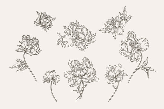 Set with peony flowers. Black and white. Line art.